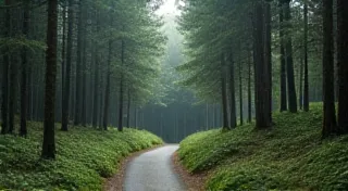 Beyond 'Yes' and 'No': Appalachian Forms of Indirect Negation