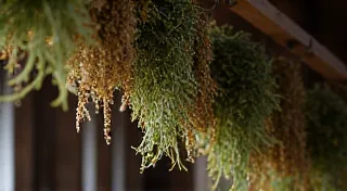 The Language of Healing: Traditional Remedies and Dialectal Terminology