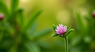 The Melody of 'Purty': Aesthetics and Phonological Variation