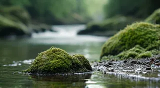 Ripples in the Pool: The Influence of Scots-Irish on Appalachian Dialects